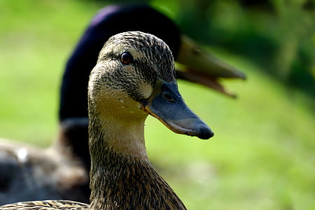 two black and brown ducks on green grass thumbnail