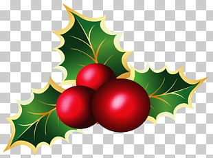Mistletoe Christmas Viscum album , Transparent Christmas Mistletoe , maple leaf and cherry illustration PNG clipart