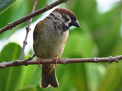 closeup photo of brown and black bird on tree thumbnail