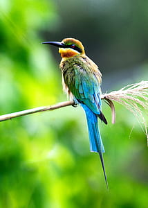 selective focus photography of blue bird on tree branch thumbnail