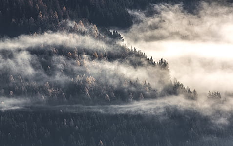 trees on mist photo thumbnail