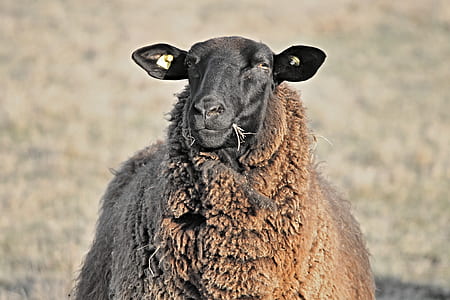 selective focus photography of brown sheep thumbnail