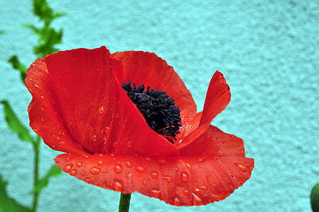 selective-focus photography of red poppy flower thumbnail