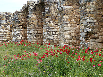red and pink petaled flower field near brick wall thumbnail