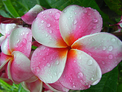 pink and white plumeria flower wit water dew in closeup photo thumbnail