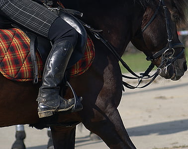 person riding brown horse thumbnail