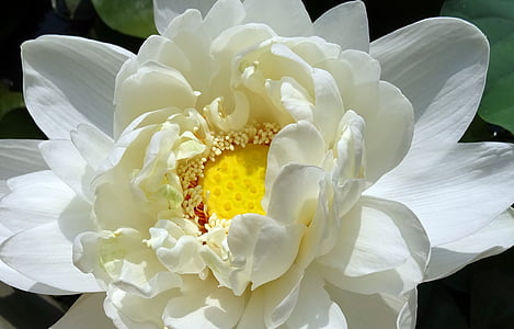 white and yellow waterlily in bloom closeup photography thumbnail