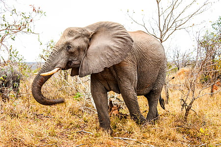 photo of brown elephant standing near leafless trees thumbnail