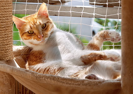 orange tabby cat thumbnail