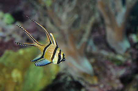 yellow and black fish in close-up photo thumbnail
