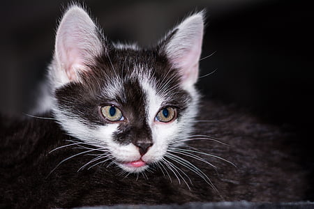 selective focus photography of short-fur black and white cat thumbnail