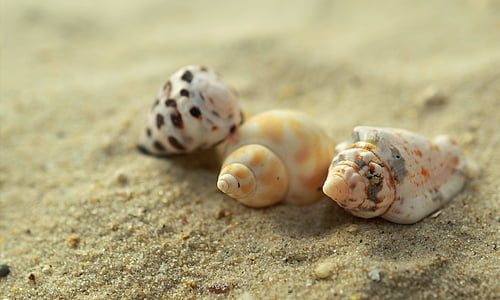 three white and yellow sea shells on brown sand thumbnail