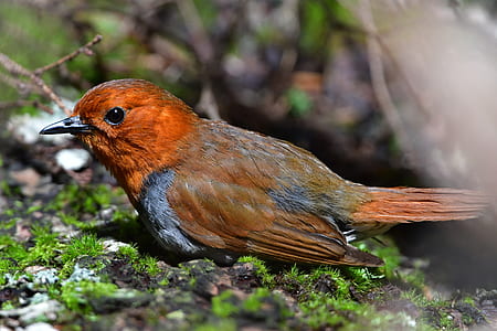 selective focus photography of European robin thumbnail