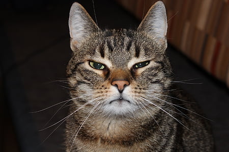 silver tabby cat thumbnail