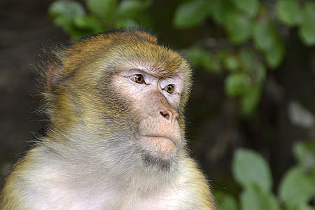 sun monkey photography during daytime thumbnail