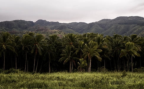 forest beside mountains thumbnail