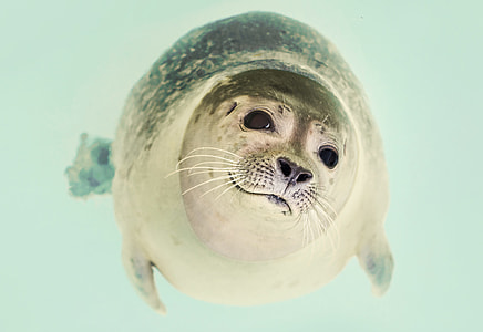 Cute Seal swimming thumbnail