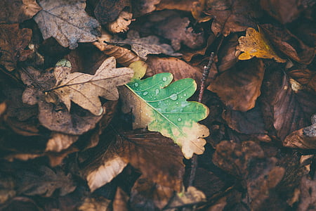selective color photography of leaves thumbnail