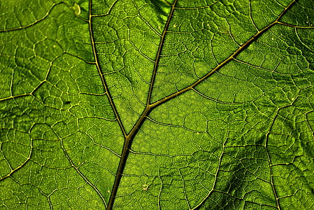 macro shot photography of green leaf thumbnail