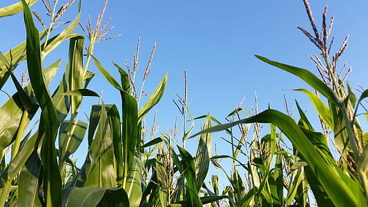 corn field under blue sky thumbnail