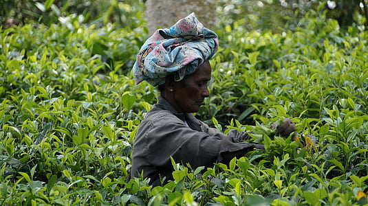 woman standing in the middle of green plants thumbnail