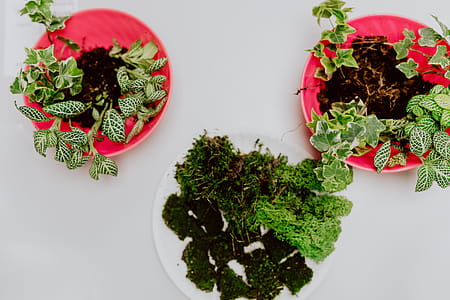 Building Rainforest Terrarium in a Jar thumbnail