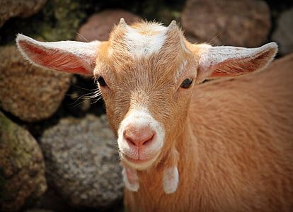 brown and white goat thumbnail