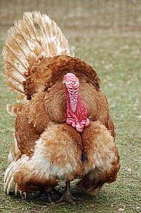 brown turkey standing thumbnail