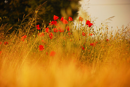 selective focus photography of red petaled flower thumbnail