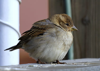 close-up photography of brown canary thumbnail