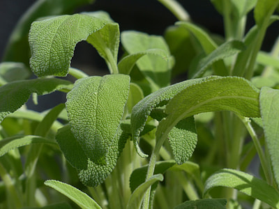 selective focus photography of green mint leaves thumbnail