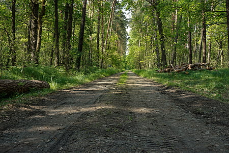 pathway between forest thumbnail