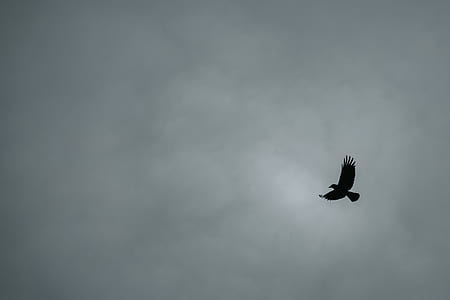 flying black bird thumbnail