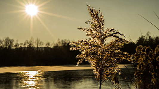 plants near body of water at daytime thumbnail