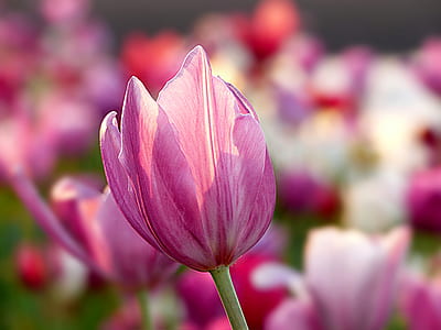 selective focus of pink petaled flower thumbnail