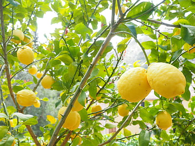 low-angle photography of lemon tree thumbnail