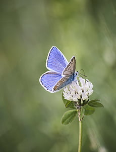 common blue butterfly perching on white flower in selective focus photography thumbnail
