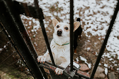 Dogs behind metal bars thumbnail