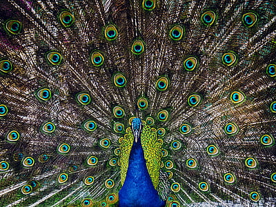 male peafowl showed his tail thumbnail