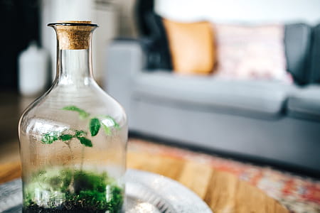 Tiny little forest in a jar thumbnail