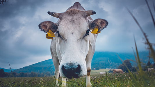 white cow on green grass field thumbnail