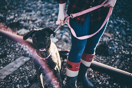 photo of person holding harness with dog thumbnail