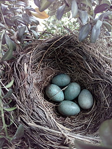 five gray eggs on nest thumbnail