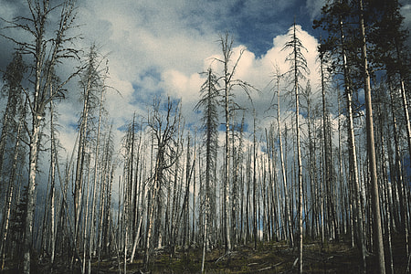 low angle photo of trees thumbnail