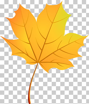 Bq Maple Leaf Vector Maple Leaf Canada Hd Png Download