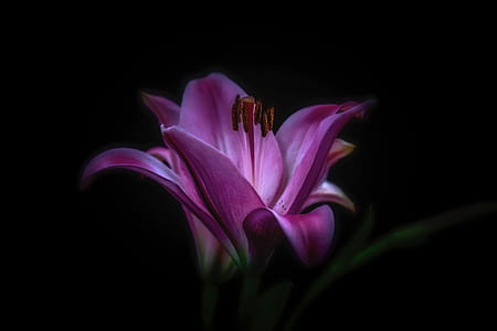 selective focus photo of purple lily flower thumbnail