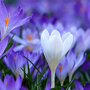 close-up photography of white petaled flower thumbnail