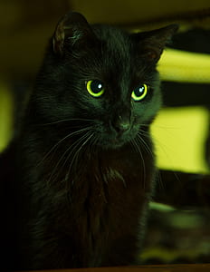 black cat thumbnail