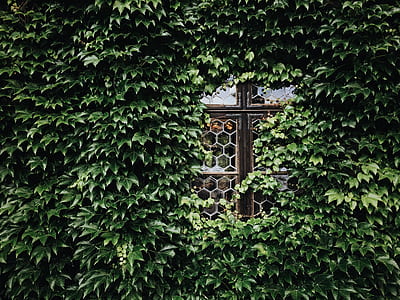 green leafed plants covering window thumbnail