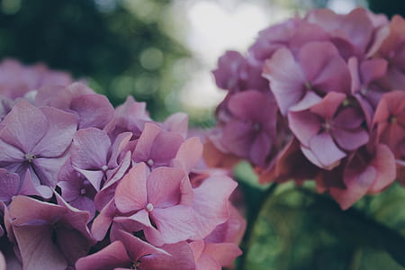 purple hydrangeas flowers in selective-focus photography thumbnail
